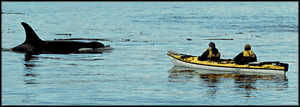 [orca-kayaker.gif]