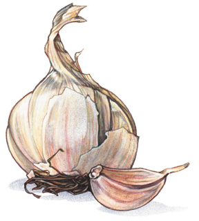 [garlic.jpg]