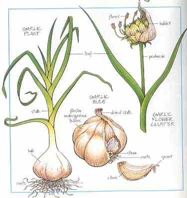 [garlic1.jpg]