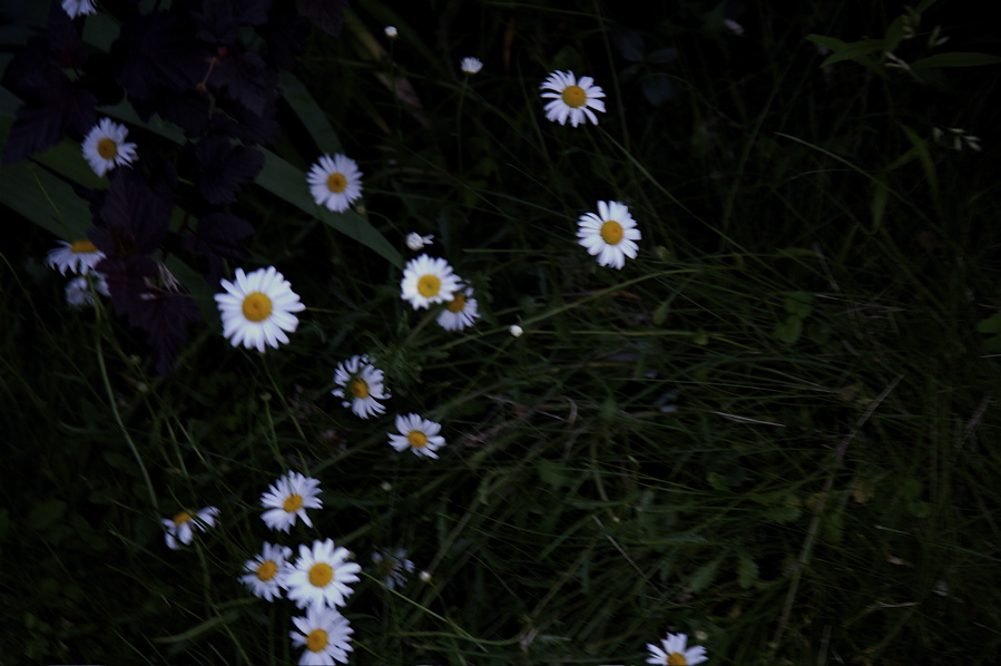 [daisies.jpg]