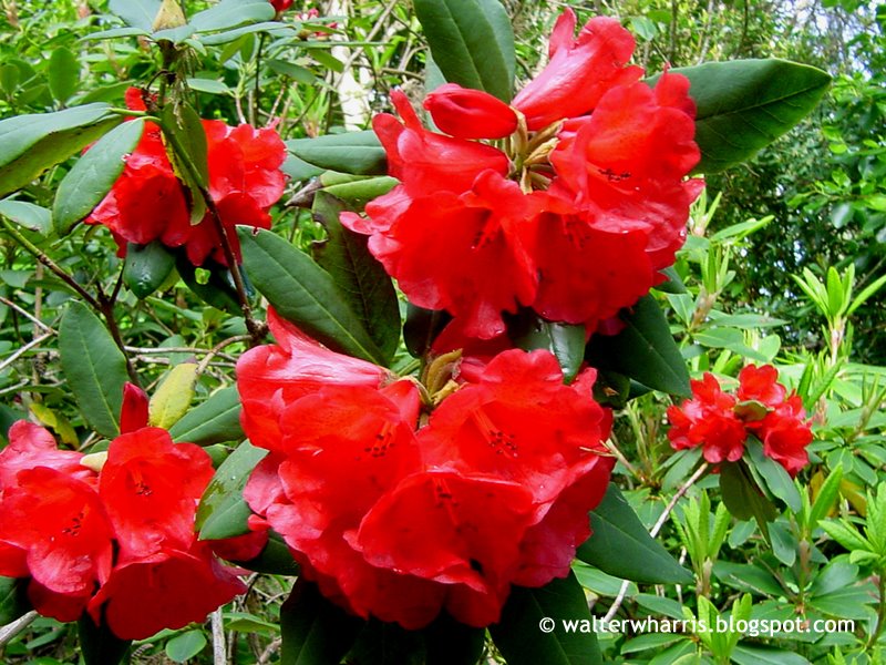 [013+-+Rododendro+vermelho.jpg]