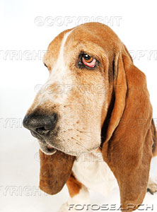 [close-view-of-a-basset-hound-face-~-PET093.jpg]