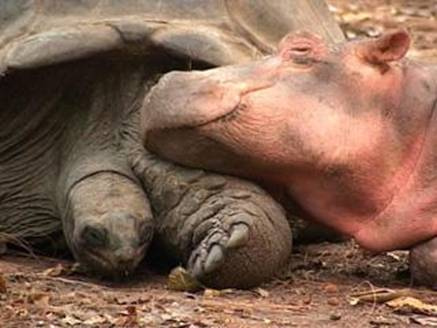 [Wild+Tortise+and+Hippo.jpg]