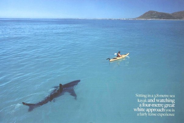 [Shark+Kayak.jpg]