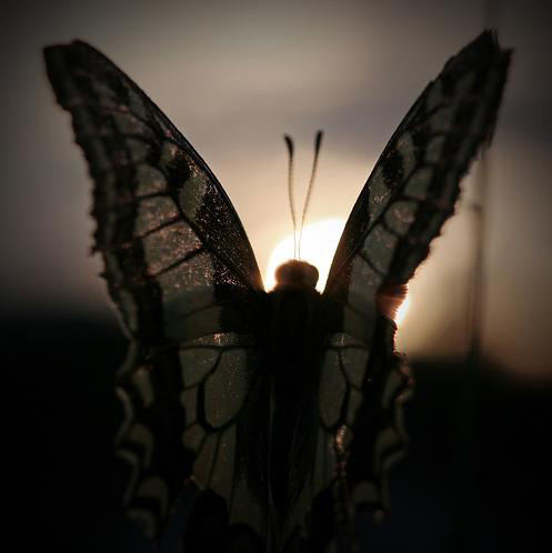 [butterfly-sunset.jpg]