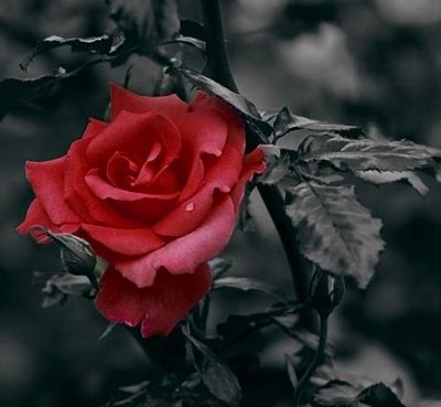 [rosa+vermelha.jpg]