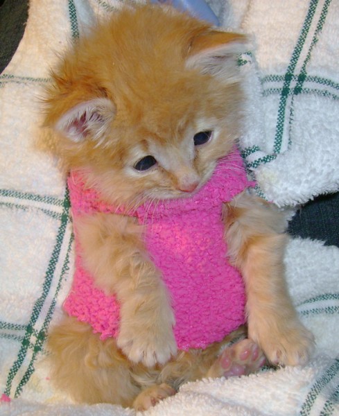 [sweatervest-kitten.jpg]