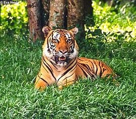 [Panthera_tigris_tigris.jpg]