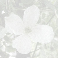 [background+image-clematis+montana+alba-3.jpg]