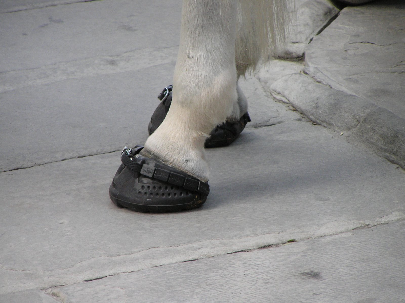 [Horse_shoes.JPG]