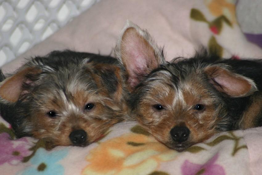 Yorkie Brothers with Tails