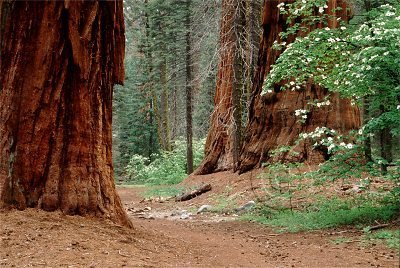 [redwoodtrees.jpg]