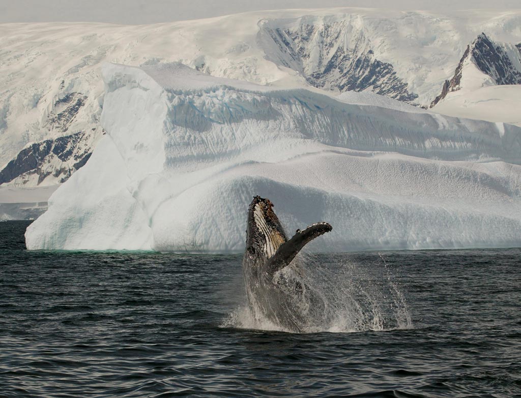 [whale+arctic.jpg]