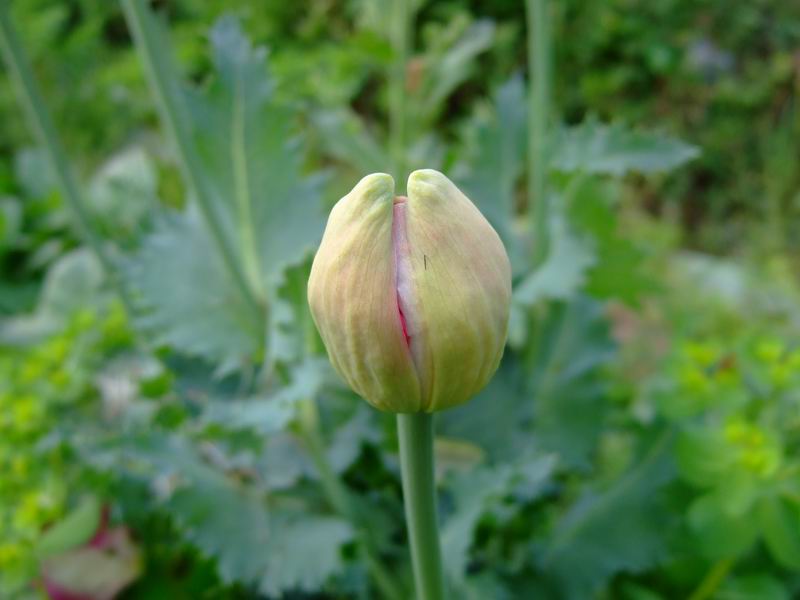 [opium-poppy-bud.JPG]