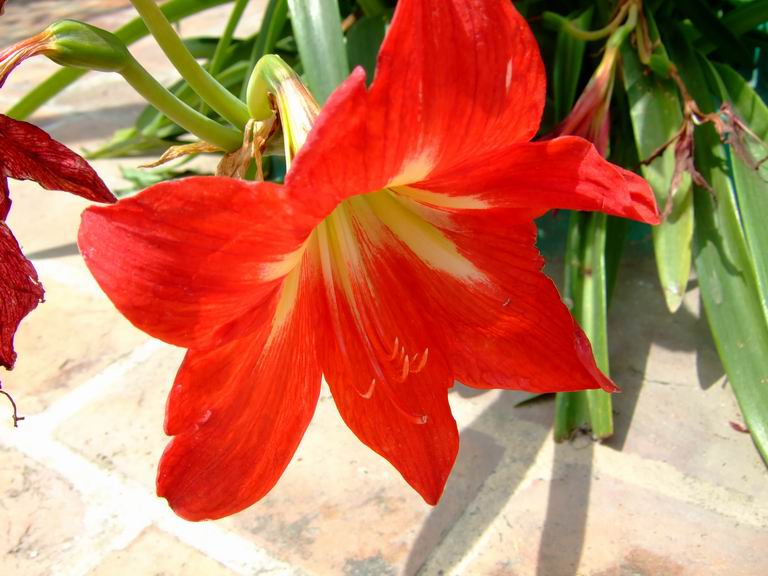 [amaryllis-flower-+(3).JPG]