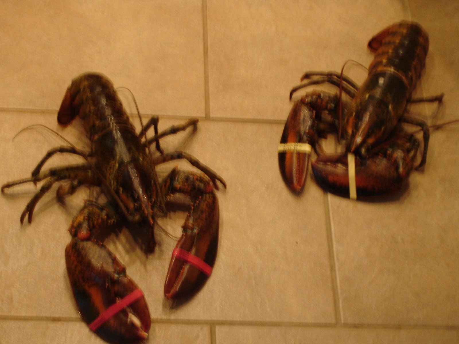 [lobster+003.jpg]