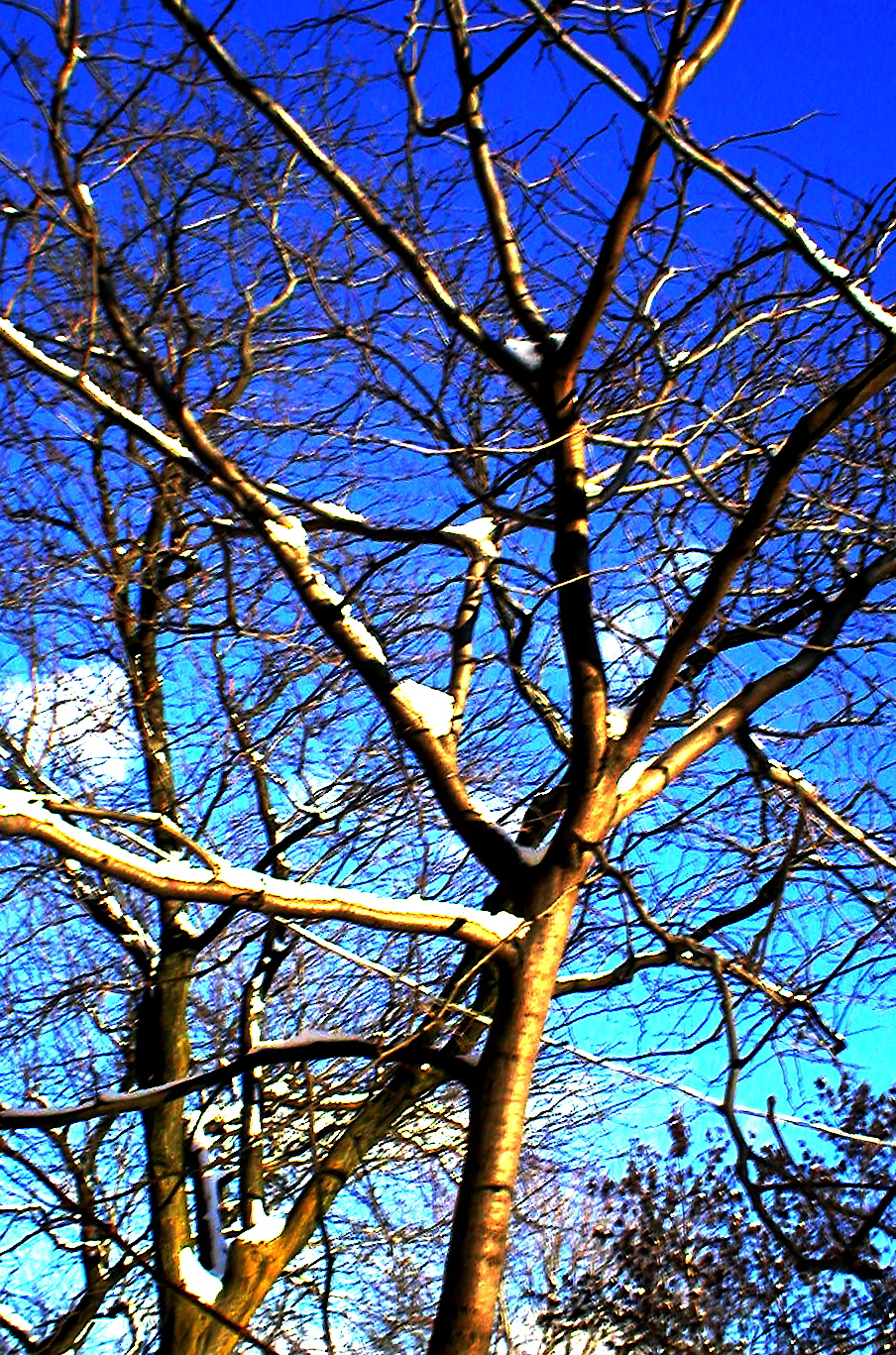 [winter_trees.jpg]