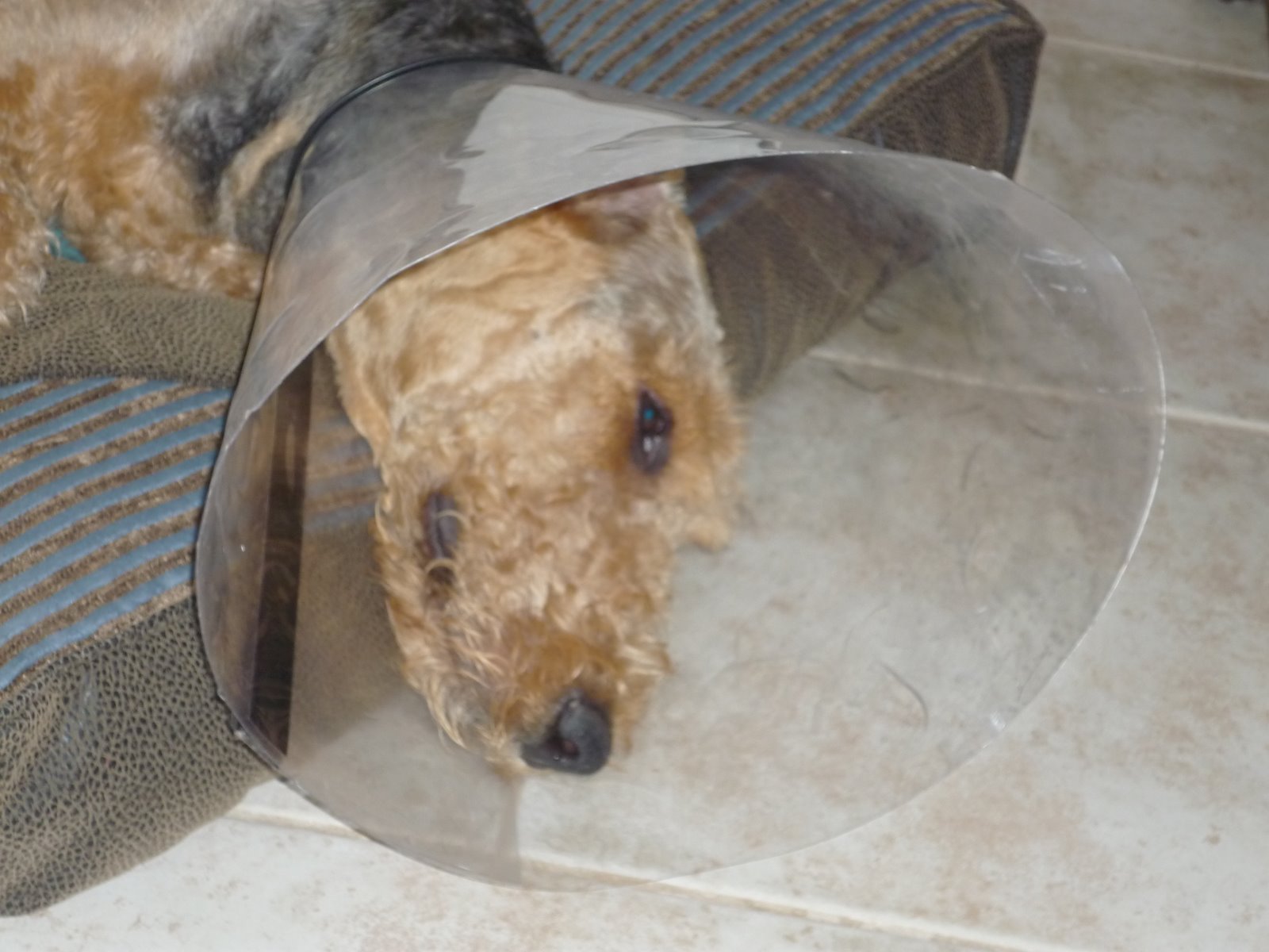 [cone+on+bed.JPG]