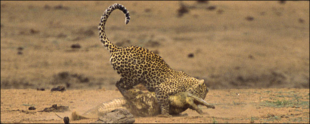[leopard-3.jpg]