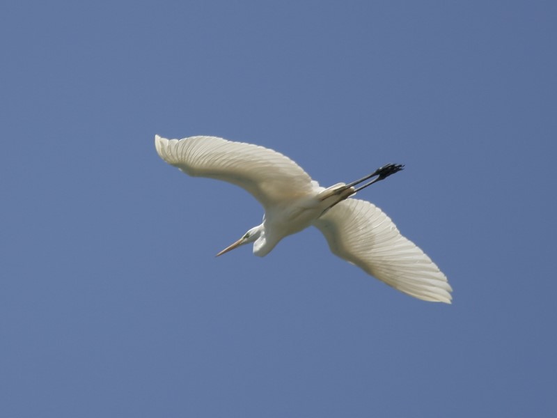 Great-white Egret