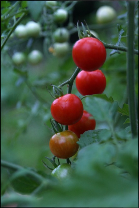 [Cherry+Tomatoes.JPG]