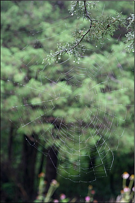 [073108+Spider+Webs+1.JPG]