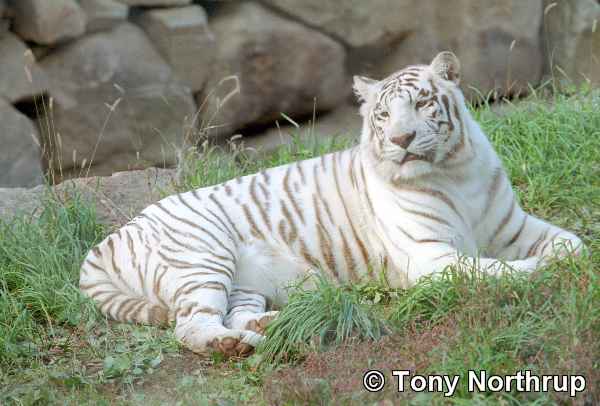 [white-tiger-resting5.jpg]