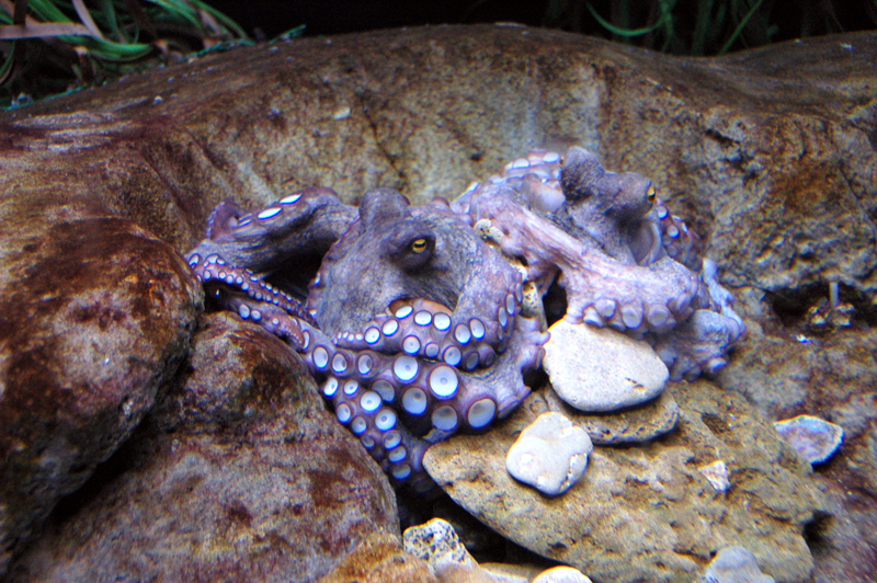 [Aquarium+octopi.jpg]