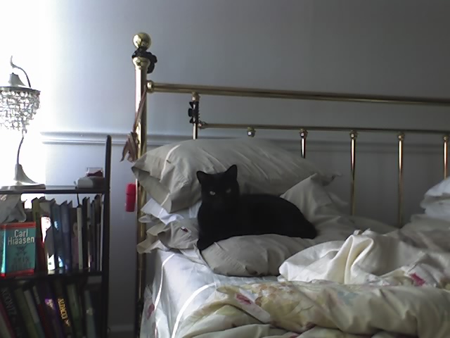 [08-02-07_1658+black+cat.jpg]