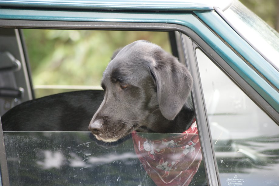 [Rocky+Jeep+Dog.jpg]