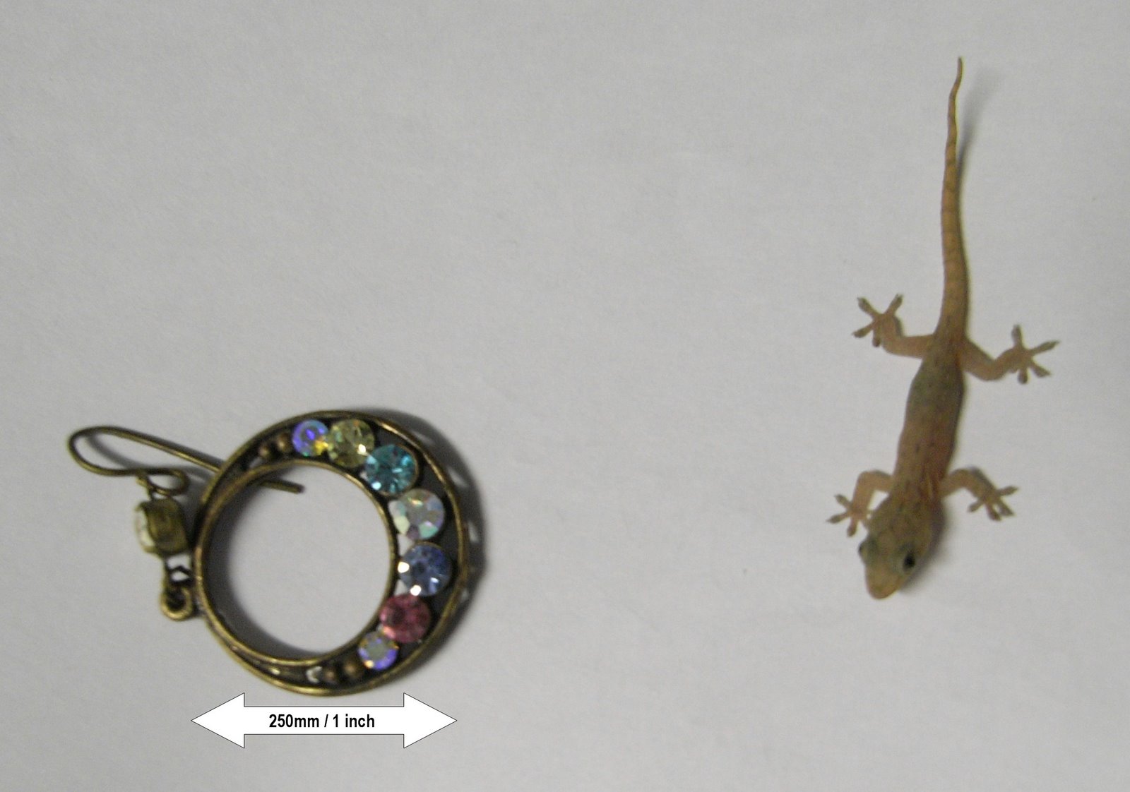 [baby+Gecko+measured.jpg]
