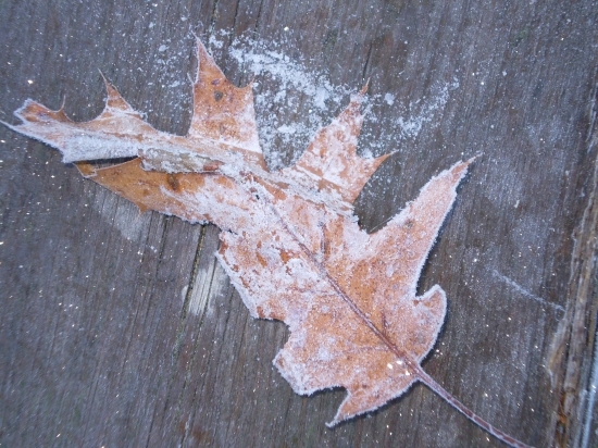[Frosty+leaf+on+deck+550+-+lightened+PB060107.jpg]