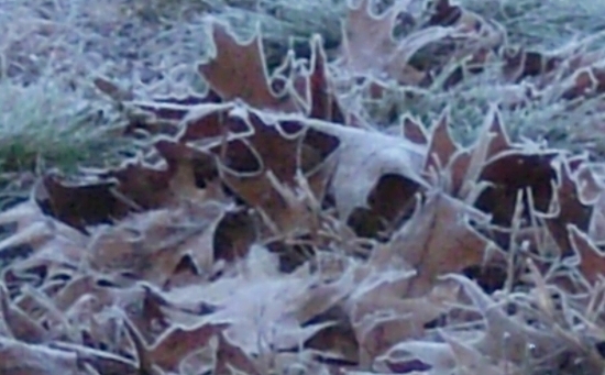 [Frosty+leaves+cropped+lightened+-+550+-+PB060114.jpg]