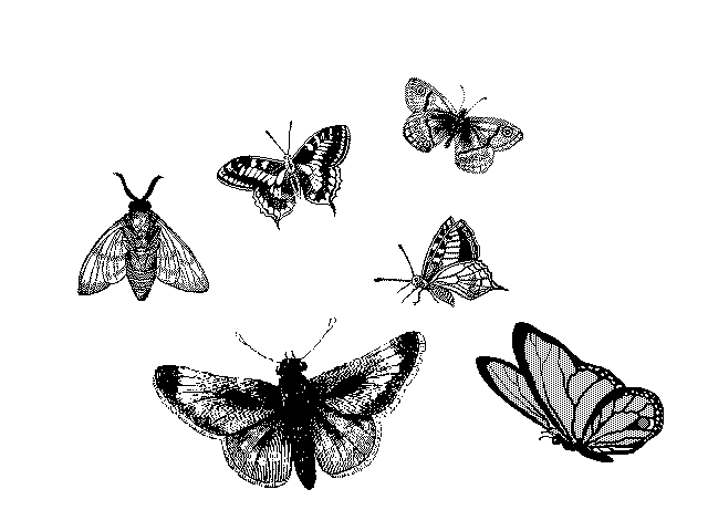 [butterfly.gif]
