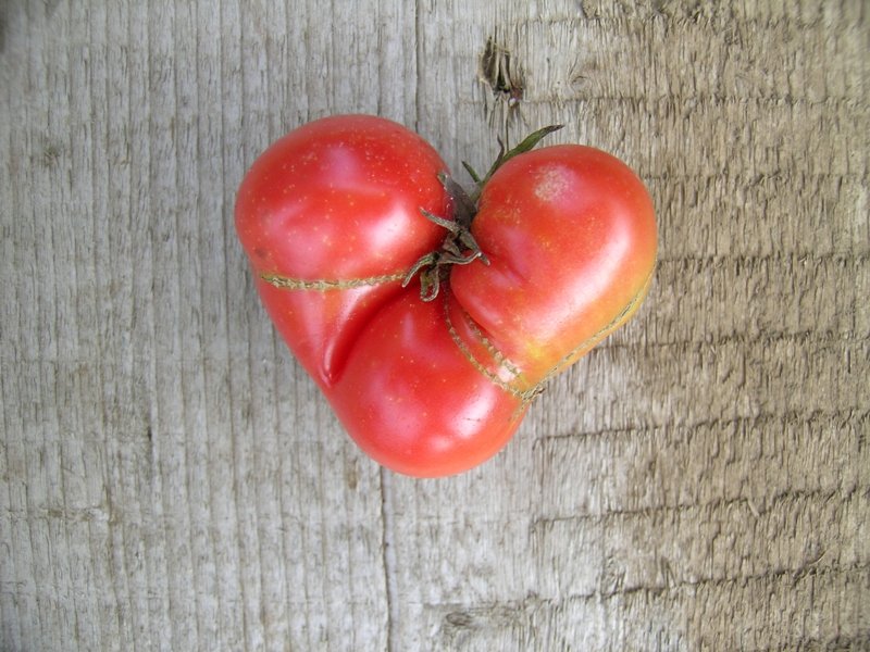 [tomate.JPG]