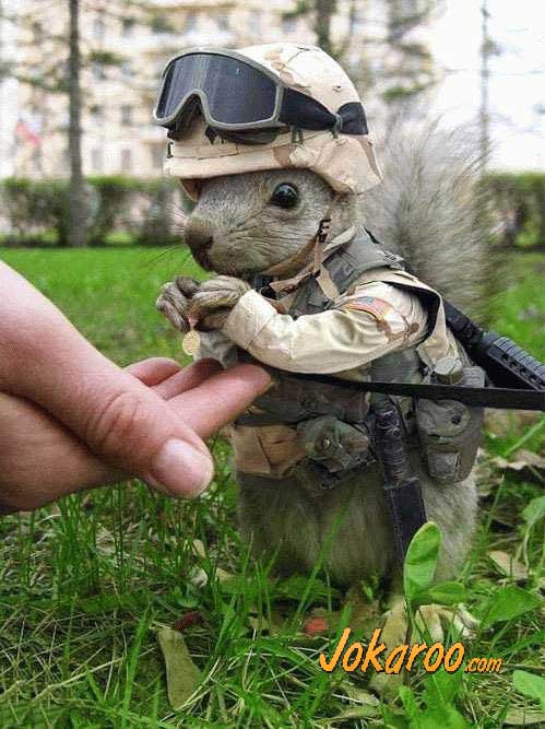 [military_squirrel.jpg]