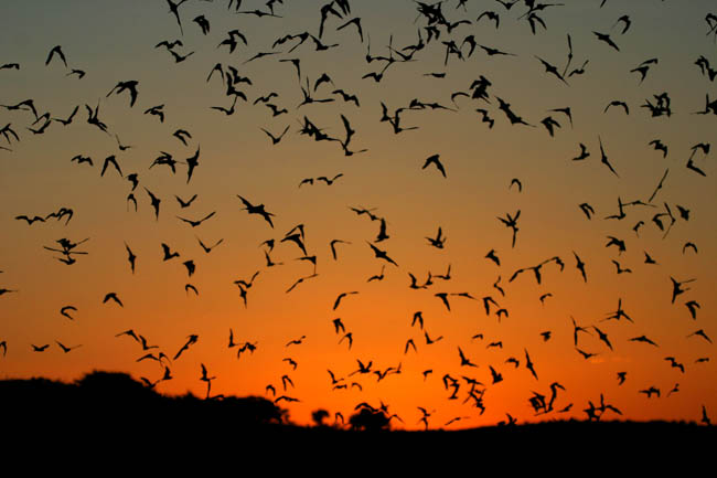 [Bats+in+sunset+2.jpg]