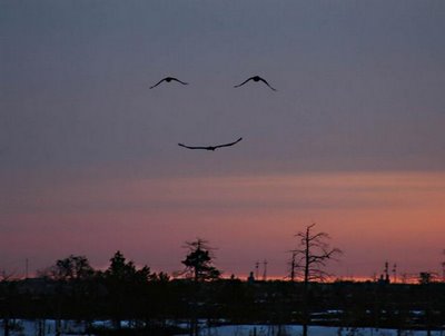 [birds+smily.jpg]