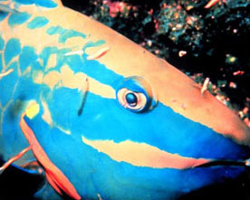 [Parrotfish.jpg]