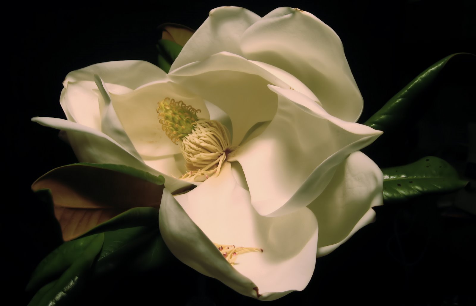 [magnolia2nd2.jpg]
