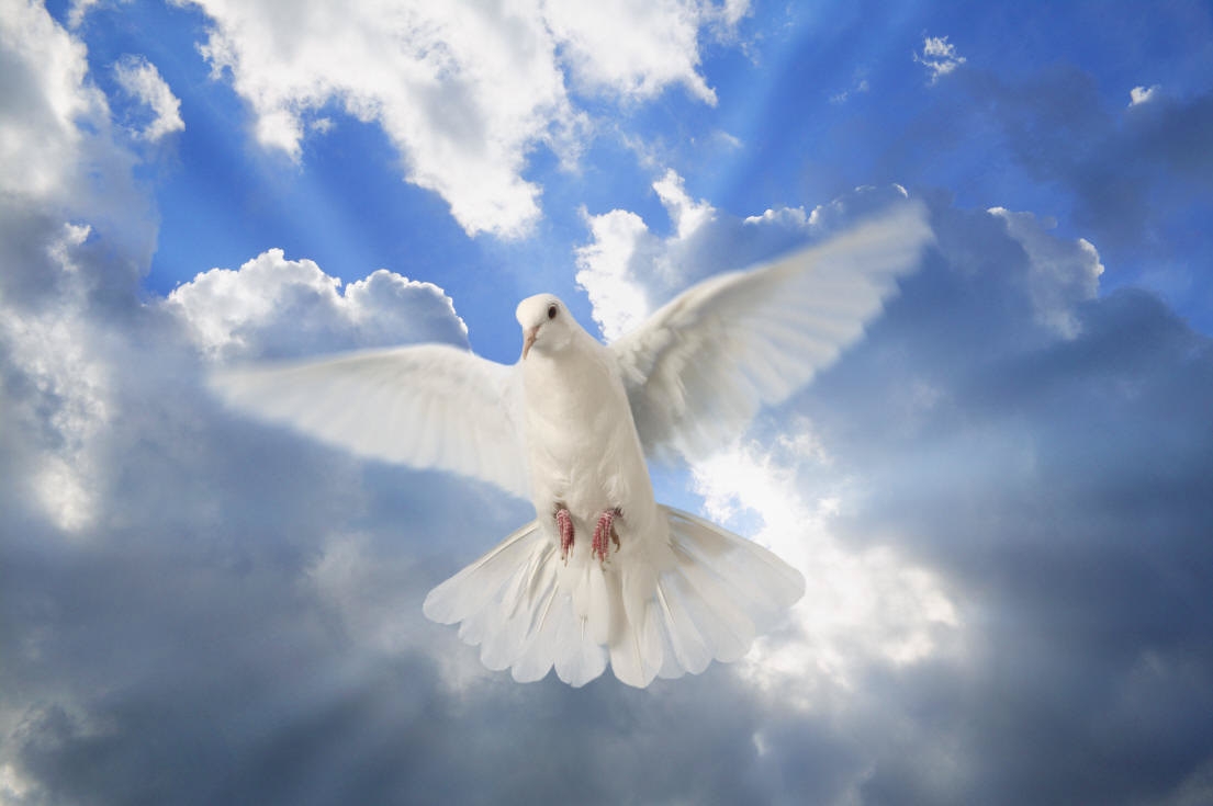 [dove+peace.JPG]