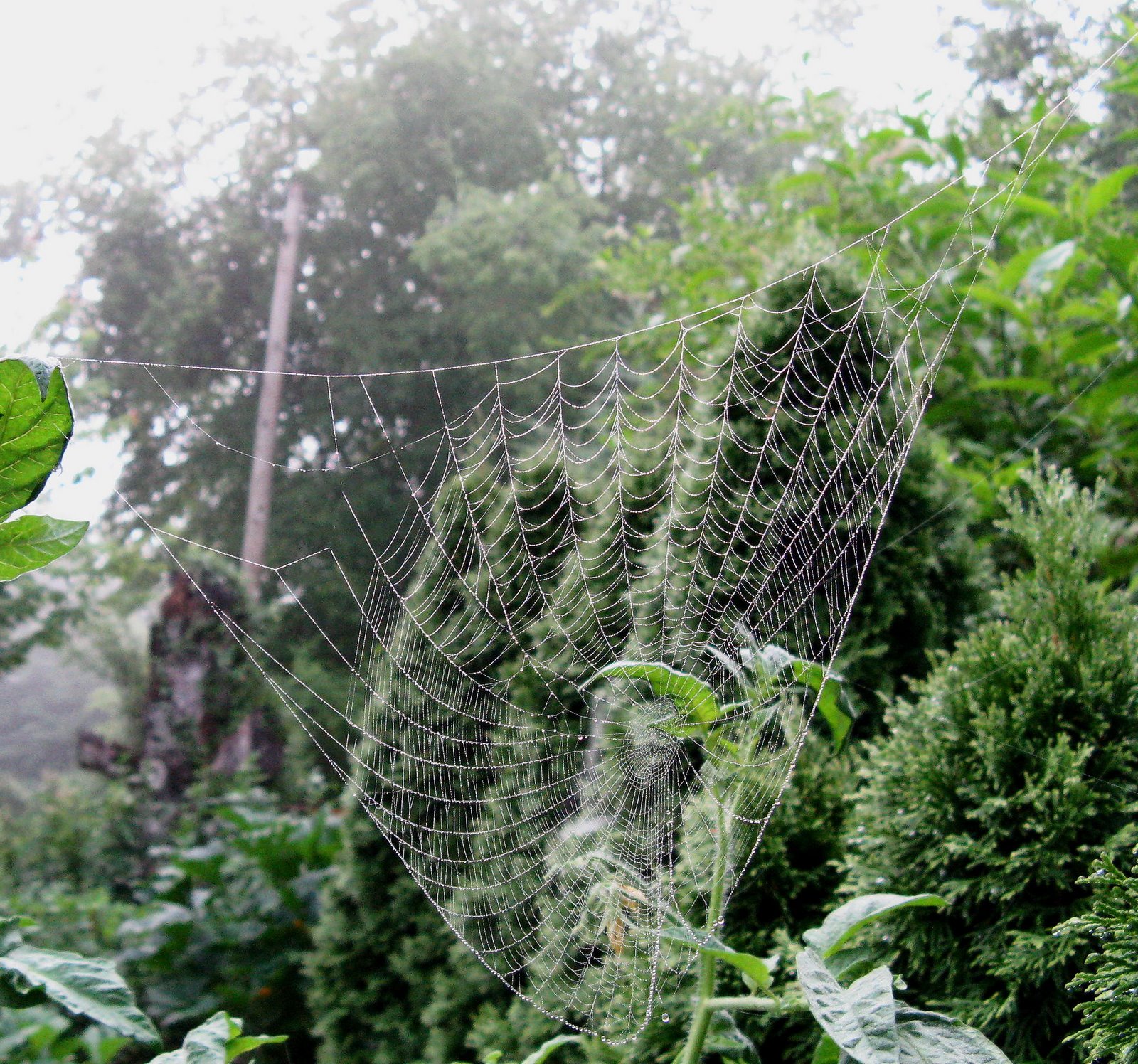 [July+11,+2008+spider+webs+013+(2).JPG]