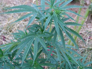 [Cannabis4.jpg]