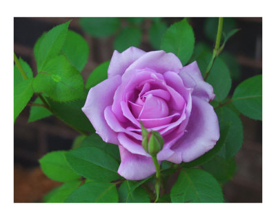 [A-Purple-Rose-Photographic-Print-C10268327.jpg]