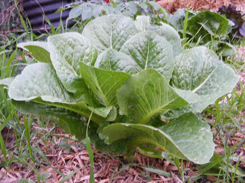 [cos-lettuce1.jpg]