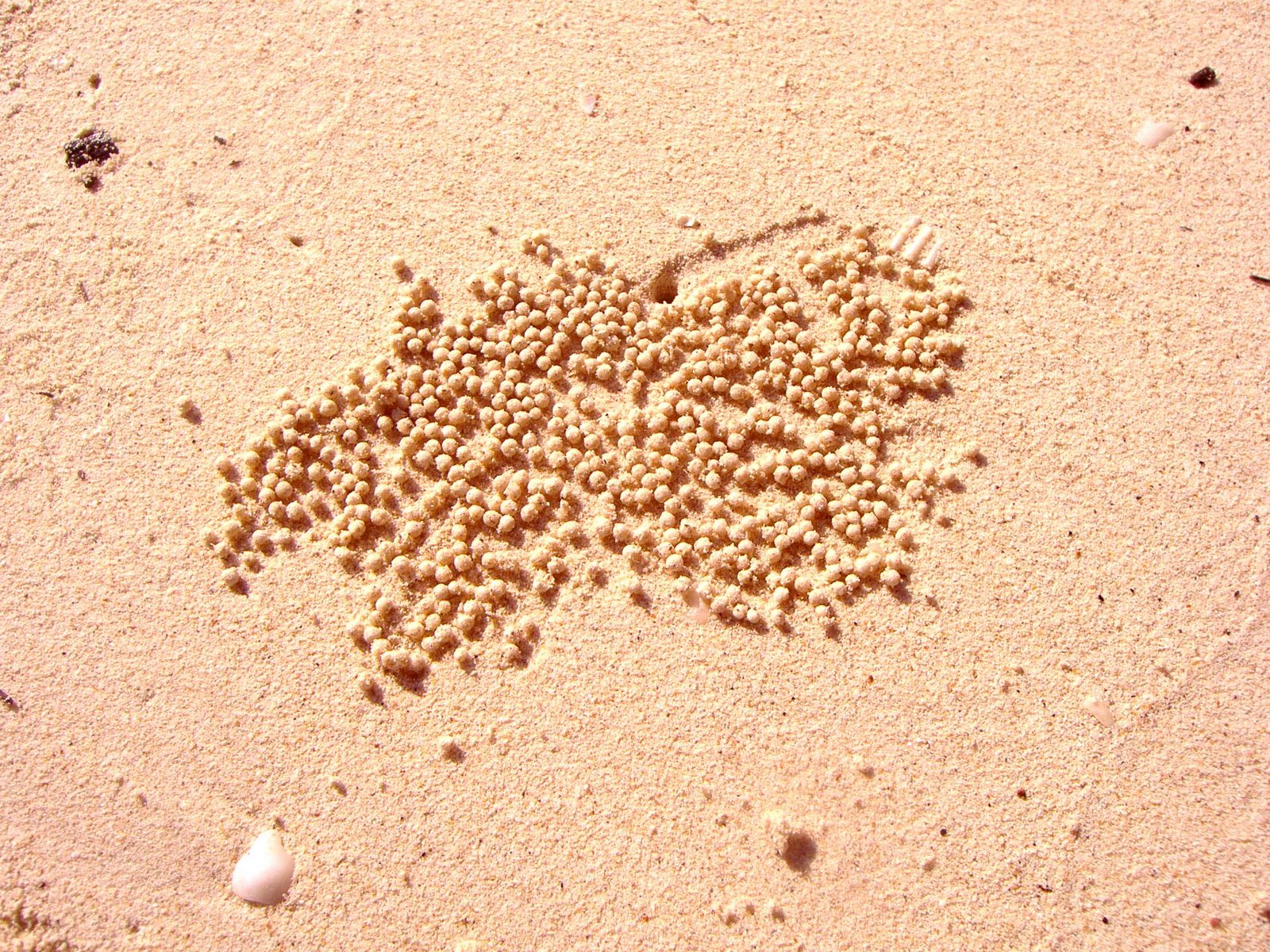 [sand+balls.jpg]