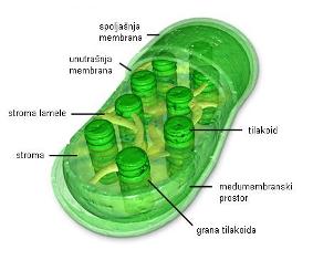 [Hloroplast2[1].jpg]