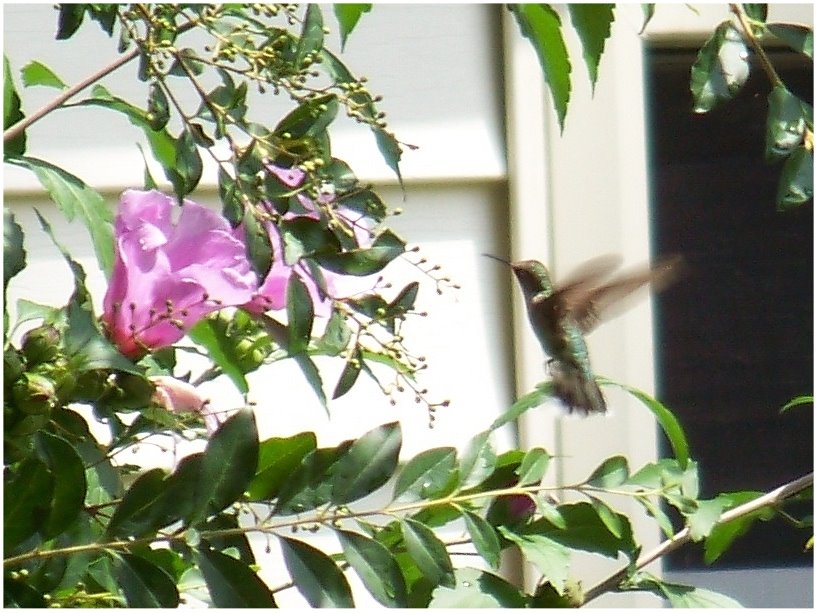 [hummingbirdclose.jpg]