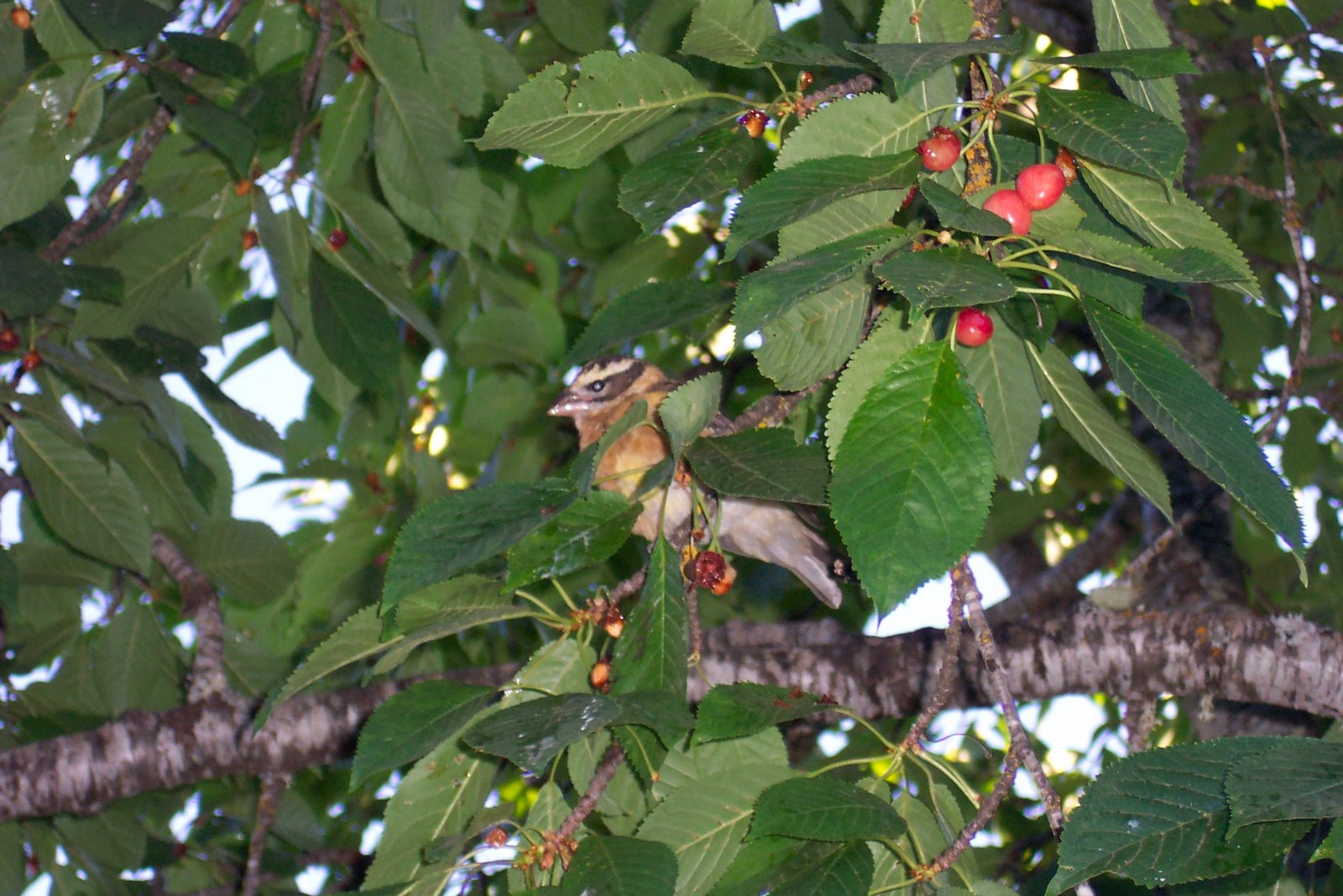 [bird+in+a+cherry+tree.JPG]