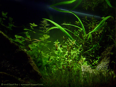 Aquarium and aquascapes of Samit Roy